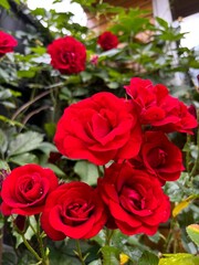bunch of red bush roses