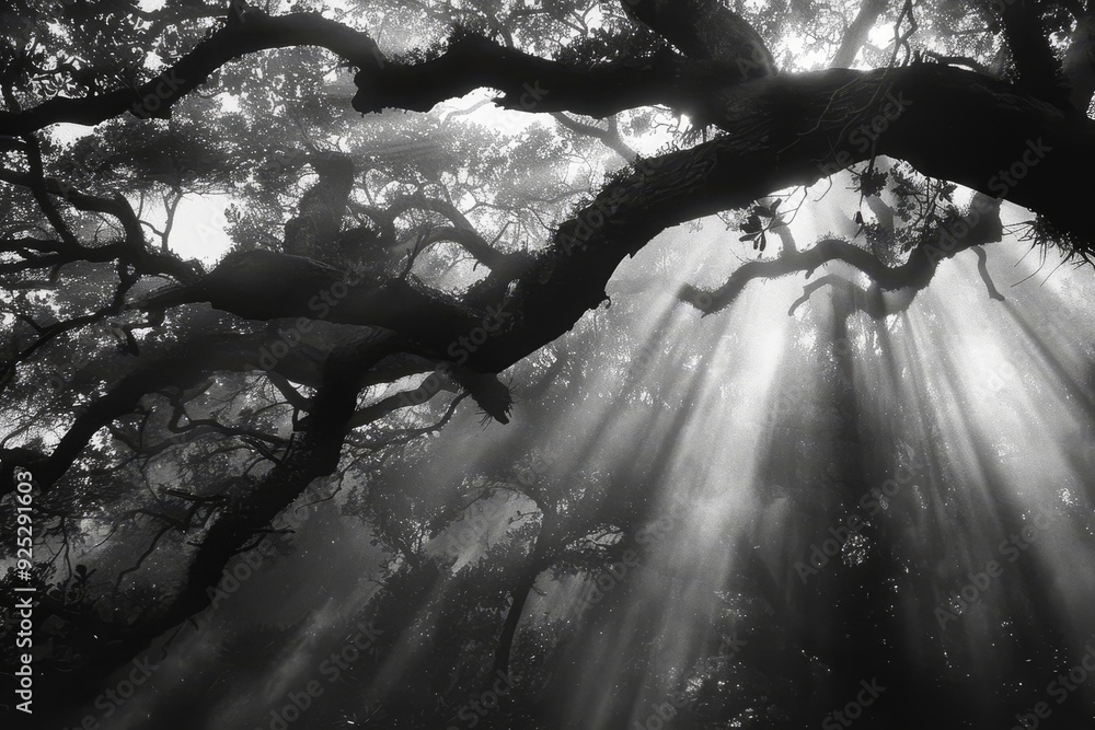 Aufkleber sunlight filters through dense branches of a large tree, creating a striking pattern of light and sh