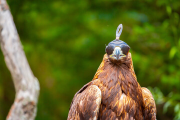 Close-up of a golden eagle wearing a cap covering its eyes. An eagle sits on a perch against a backdrop of green mountains. A bird of prey hunts for its prey. Falconry. National tradition of Asia.