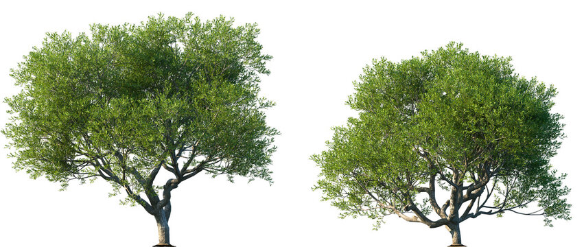 Set of Pistacia lentiscus (also lentisk or mastic) frontal set street trees isolated png in sunny daylight on a transparent background perfectly cutout