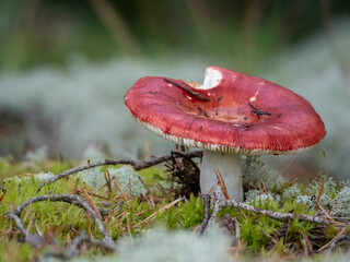 Red Mushroom in Forest Moss