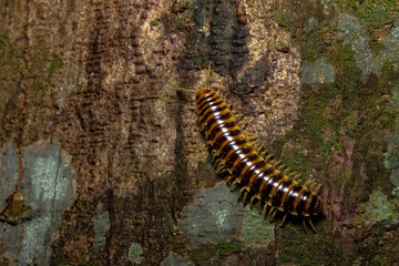 Millipede on tree bark