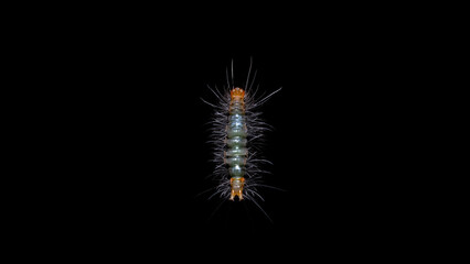 caterpillar on a black background