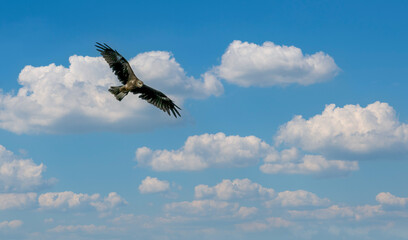 Black Eagle kite flying high in the sky