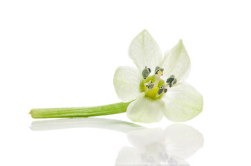 Carolina Reaper pepper flower isolated on white background. clipping path