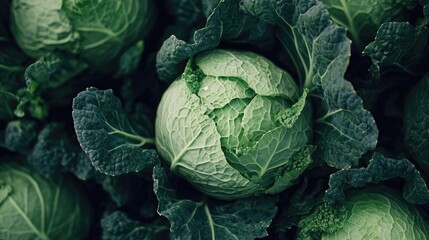 Fototapeta premium Create 5 prompts for stock photos related to A bunch of green cabbage with a few leaves missing with 100-200 characters and ending with