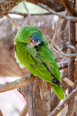 Animal