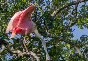 Roseate Spoonbill in a tree