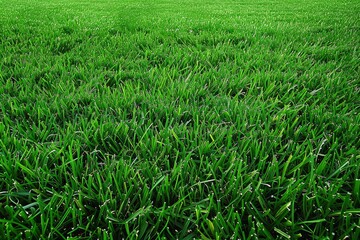 Fototapeta premium A field covered in rich emerald green grass with a clear blue sky in the background, Rich, emerald green grass carpeting the ground