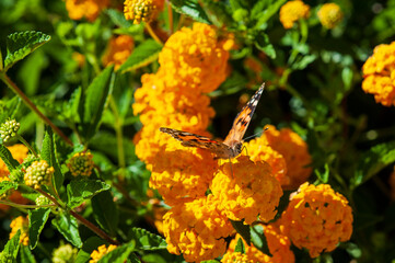 Schmetterling 4
