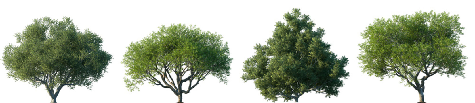 Set of Juniperus oxycedrus and Pistacia lentiscus frontal set street trees isolated png in sunny daylight on a transparent background perfectly cutout