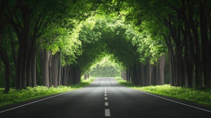 Obraz premium asphalt highway road and tree tunnel background. concept of car sale, auto, automobile, automotive empty space, shop or store.