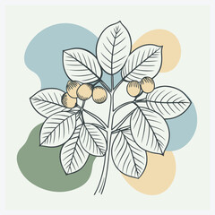buckeye tree vector