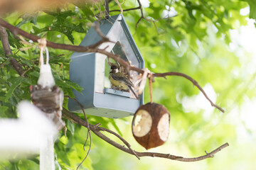 Vogelhaus am Baum 