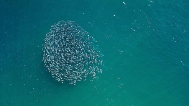 A large group of schooling fish swimming in the same direction creating a circle pattern. Drone animal behaviour capture