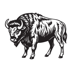 black and white bison illustration.vector illustration on white background