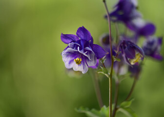 blue flower in the garden