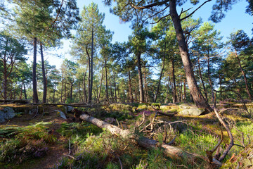 Hillside off the High plains rock. Fontainebleau forest