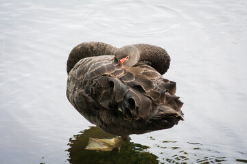 Schwarzer Schwan im See 1