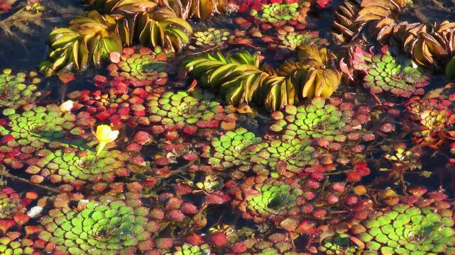Aquatic plants natural pattern surface. Water caltrop lake. Trapa bicornis (Water Chestnut).