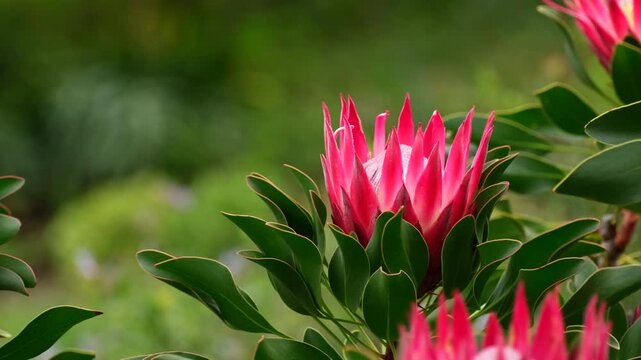Vibrant flower heads of King Protea sway in wind, telephoto