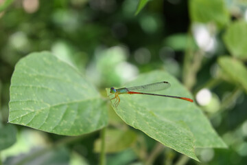 Beautiful view of an orange tailed marsh dart damselfly resting on the edge of a leaf