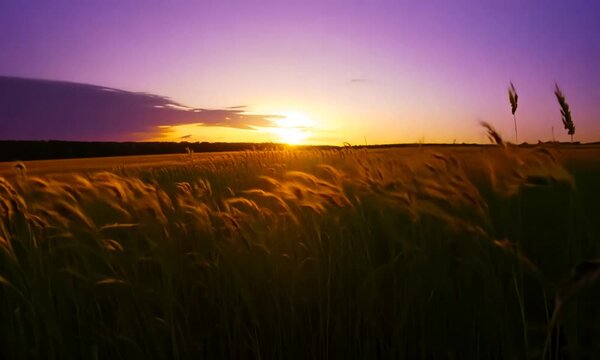 Timothy Agricultural Crop Blowing in the Wind During Sunset in Lethbridge Alberta Canada