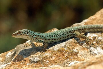 Close-Up of Green Lizard Resting on Rocky Surface in Sunlight