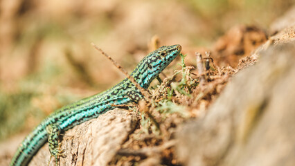 Endemic Ibizan wall lizard basking on a rock