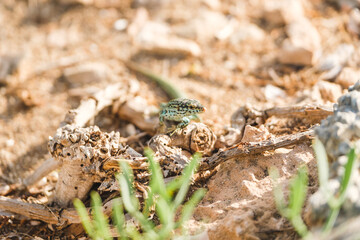 Endemic Ibiza Wall Lizard Sunbathing on Rocks