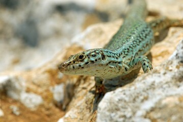 Close-Up of Green Lizard Resting on Rocky Surface in Sunlight