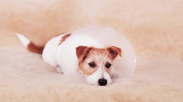 Face of a cute healthy recovering dog as wearing funnel collar and resting. Protection after castration surgery.