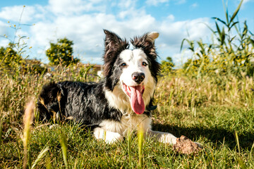 Happy border collie playing in a sunny park
