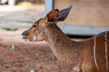 Deer i think at the zoo 2