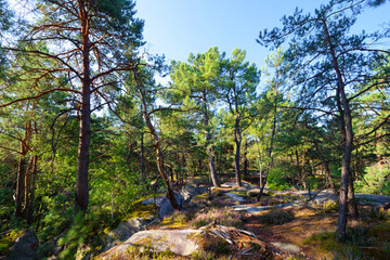 Hillside off the High plains rock. Fontainebleau forest