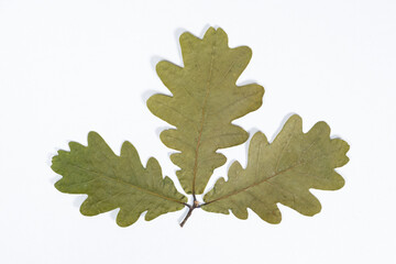 Dried oak tree leaves, herbarium on white background, top view