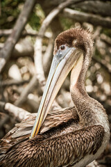 Brown pelican sitting on tree branch
