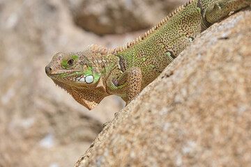 Iguana on dry ground in desert on sunny day