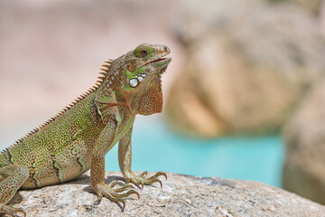 Iguana on dry ground in desert on sunny day