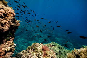 Fish shoal swimming in blue sea