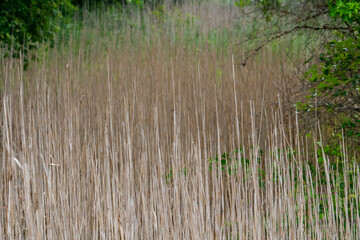 tall dried blades of sword like reed grasses stick up from the ground in a coastal meadow