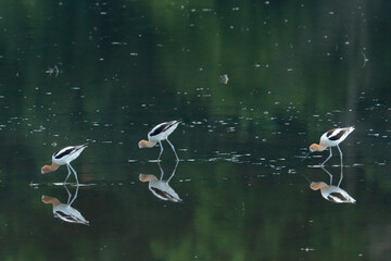 Three adult American Avocets shore birds foraging for food on their stilt like legs in a shallow freshwater pool of rainwater in a swamp with reflections like glass on the calm water