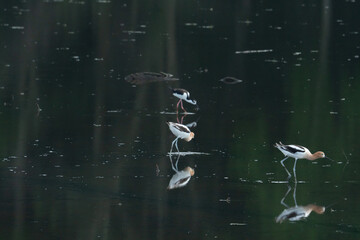 black necked stilt shorebird with its red legs and long think beak forages in shallow water with American avocets who have white legs and a black curved beak