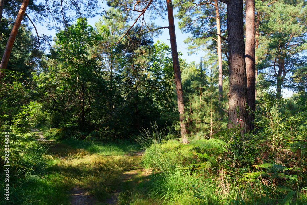 Wall mural white and red double stripes mark, gr11 long-distance hiking trail in fontainebleau forest