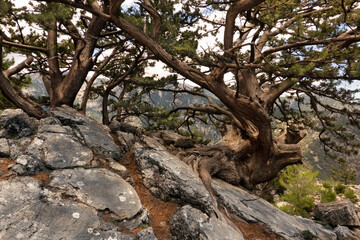 Very old Mediterranean cypress firmly anchored in rocky soil