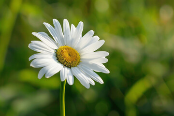 Obraz premium Single Daisy in a Meadow