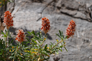 Closeup of faded flowers of Cretan ebony