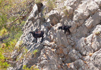 Two dark brown goats, doe and kid, climbing sheer limestone cliff