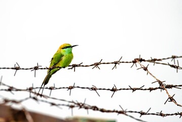 Green bee eater sitting on thorny fence against a white background in Nagercoil Inida