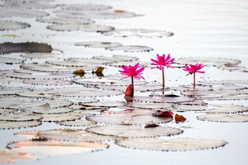 pink water lilies in a pond in Tuticorin India